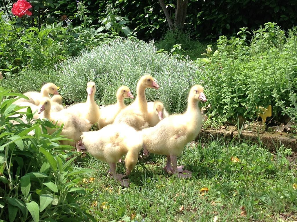 Agriturismo La Virginia Villa Revello Dış mekan fotoğraf